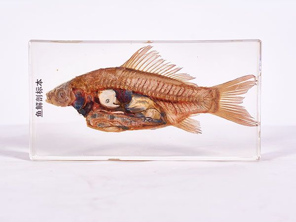 魚解剖標本（包埋）
