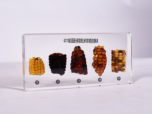 中學(xué)生物儀器