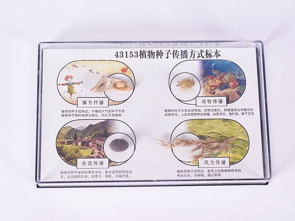 植物種子傳播標(biāo)本（包埋）