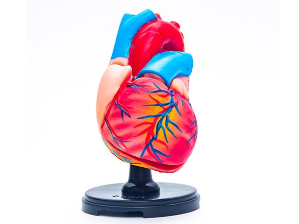 心臟模型(三倍大)