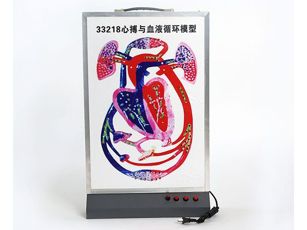 心搏與血液循環(huán)模型11