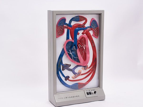 心搏與血液循環(huán)模型