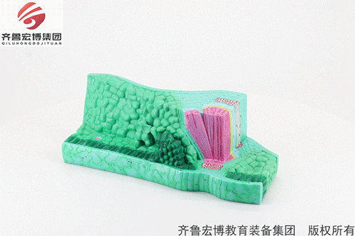 葉構(gòu)造模型