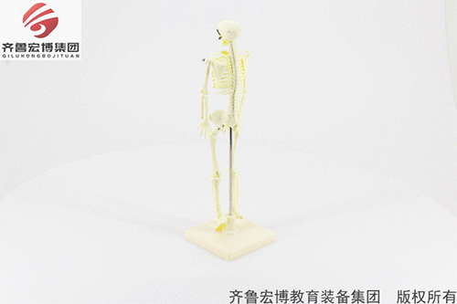 兒童骨骼模型