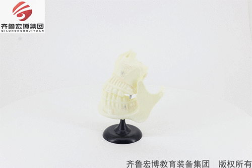 兒童牙列模型