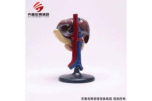 肝十二指腸胰臟模型