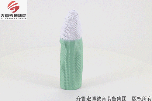 根縱剖模型